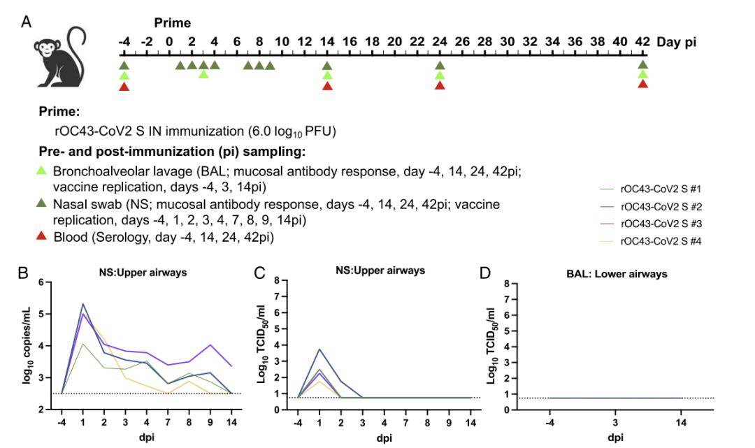 皇冠信用登2代理_【前沿进展】rOC43-­CoV2 S：一种用于SARS-CoV-2中和试验的BSL-2代理病毒
